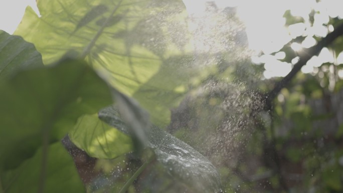 绿植浇水空镜头