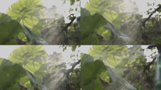 绿植浇水空镜头
