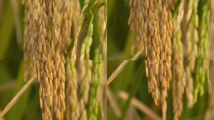 秋天水稻穗成熟五常大米丰收