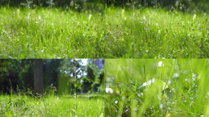 运动拍摄 青草地