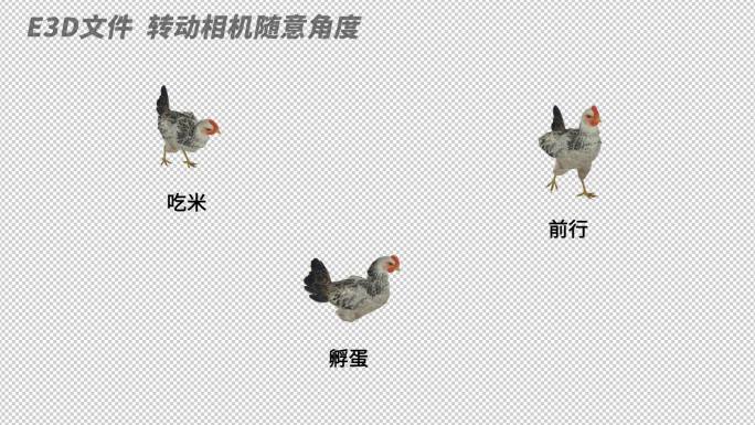 AE自由调整动物模型系列_《母鸡》