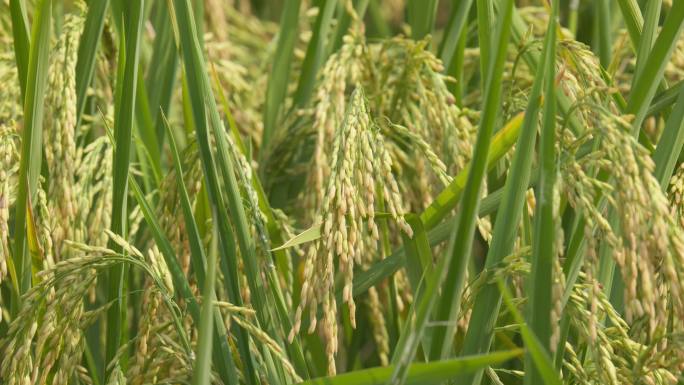 秋天农村粮食水稻穗大米成熟