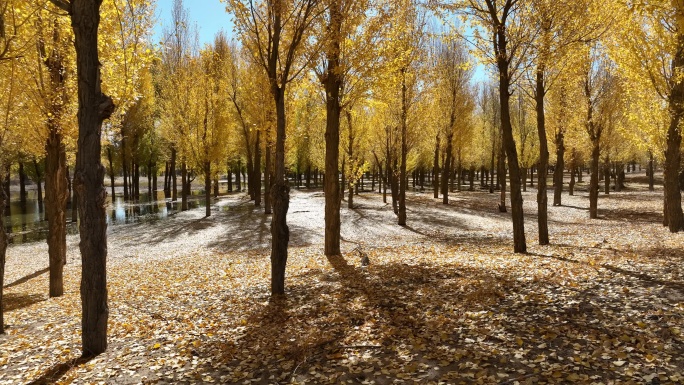 秋天金色的杨树林