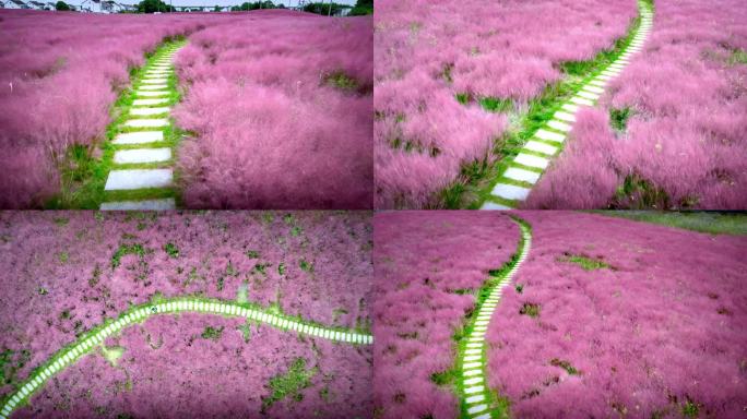 航拍苏州同里北联村粉红黛子草