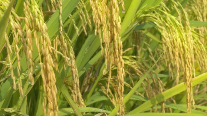 水稻粮食庄稼五常大米丰收