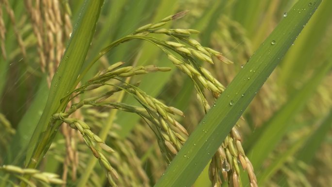 下雨水滋润灌溉水稻穗田野