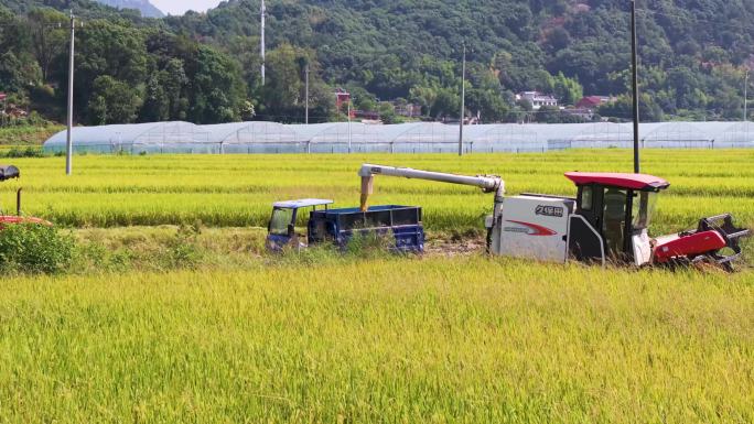水稻收割