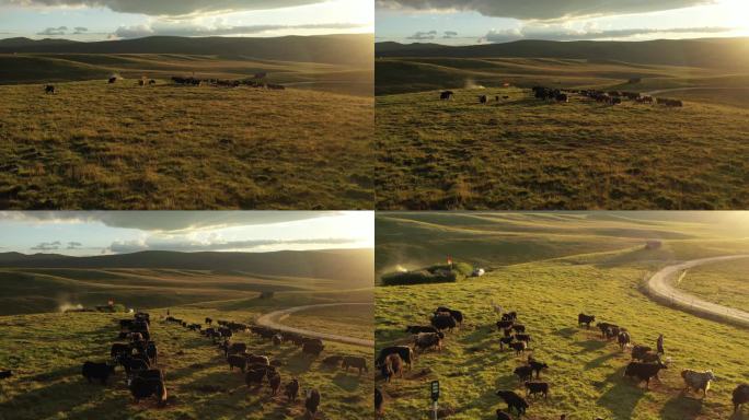 红原 牧场 牦牛 秋季 草原 航拍