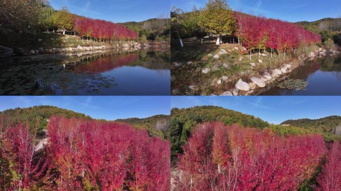 航拍威海市双岛湾西山村烟墩山红叶林秋色