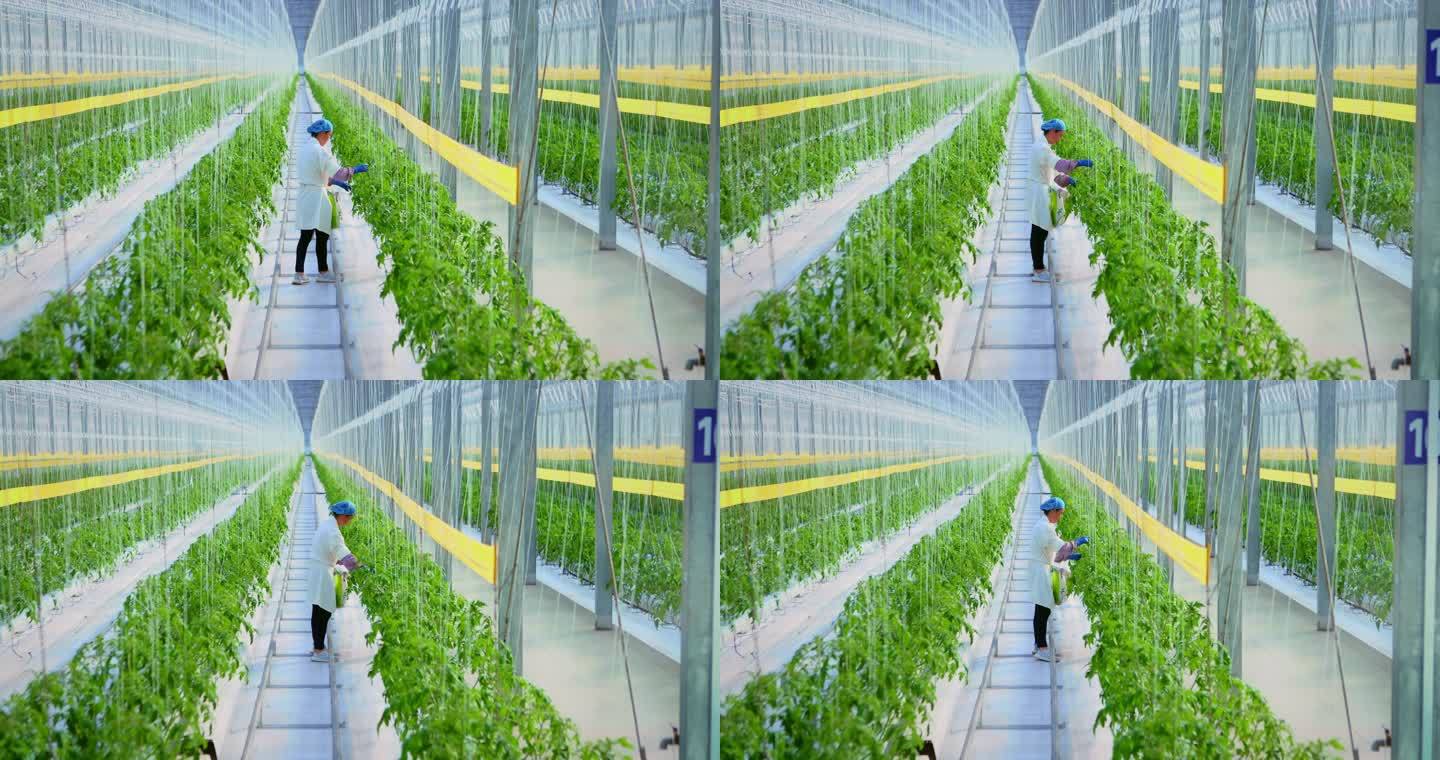 智慧农业智能蔬菜大棚现代农业育种育苗科研
