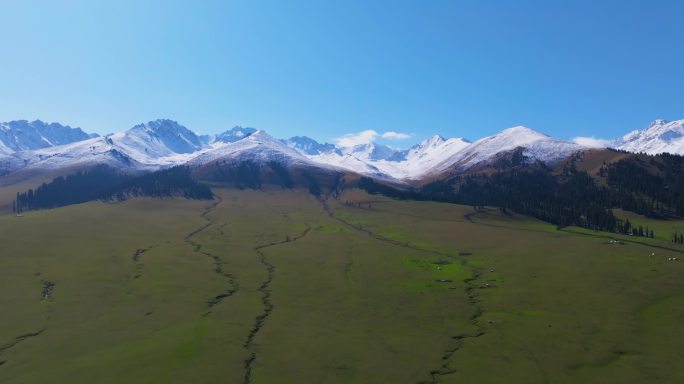 航拍新疆伊犁那拉提空中草原的雪山草地森林