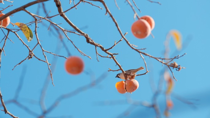 故宫鸟吃柿子