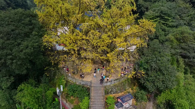 铜梁巴岳山慧光寺金色银杏航拍空镜