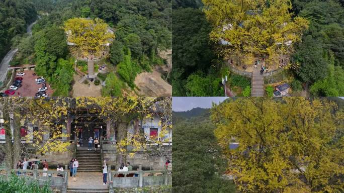 铜梁巴岳山慧光寺金色银杏航拍空镜