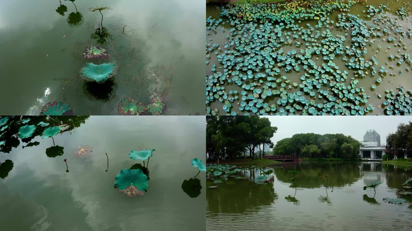 荷花池，残荷、荷叶，上海世纪公园航拍
