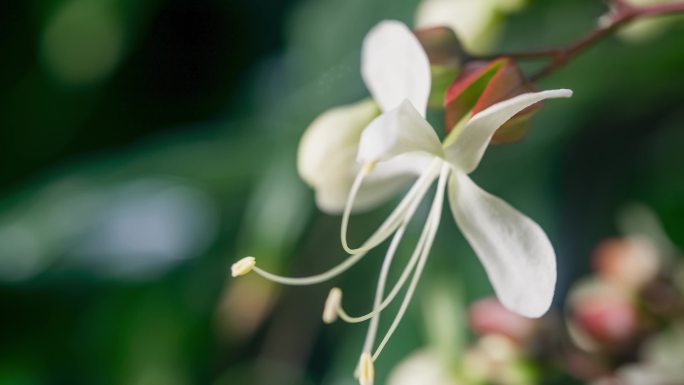 垂丝茉莉 花开过程 花开延时