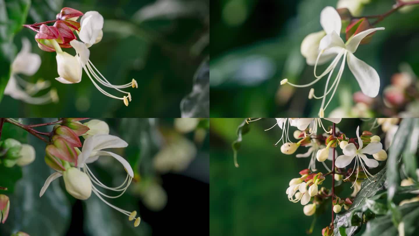 垂丝茉莉 花开过程 花开延时