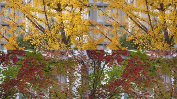 大学校园秋季美景
