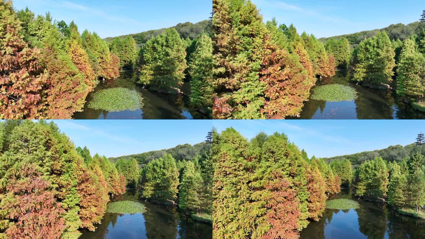 秋天多色的南京燕雀湖落羽杉水杉林秋景航拍