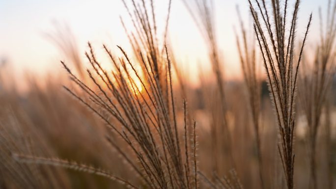 芦苇荡唯美夕阳晚霞大自然夏日草微风芦苇丛