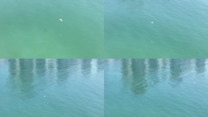 【正版4K素材】大海 海鸥