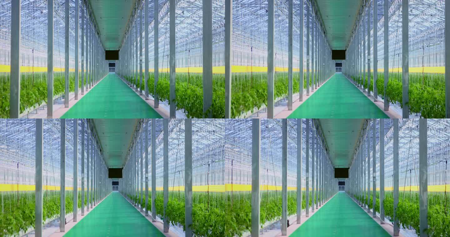 智慧农业智能蔬菜大棚航拍现代农业