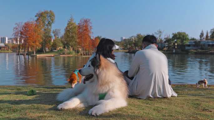8k宠物 湖边 惬意生活 养狗遛狗