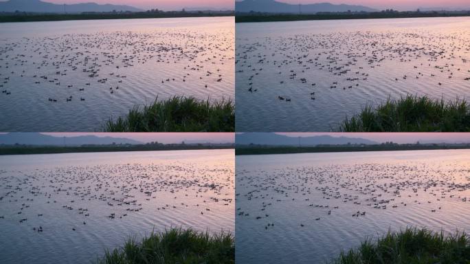 傍晚黄昏小河里一群鸭子唯美