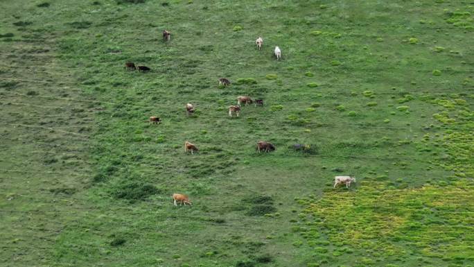 航拍新疆伊犁阿克塔斯草原上的牛群