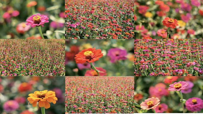 唯美花海盛开鲜花花朵花瓣波斯菊