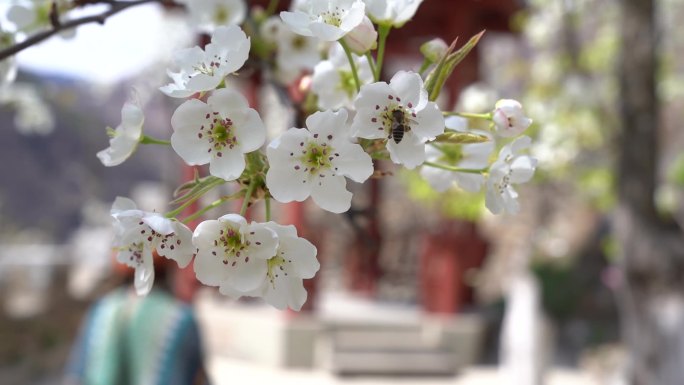 金川 梨花 菜花 梨花节 阿坝州梨花节