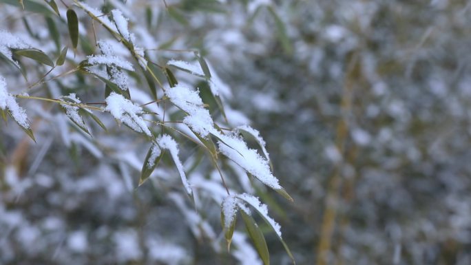 下雪慢动作唯美空镜素材