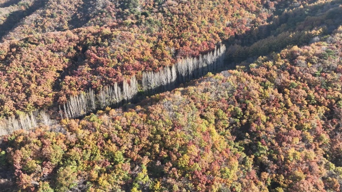 航拍千山山谷彩色森林