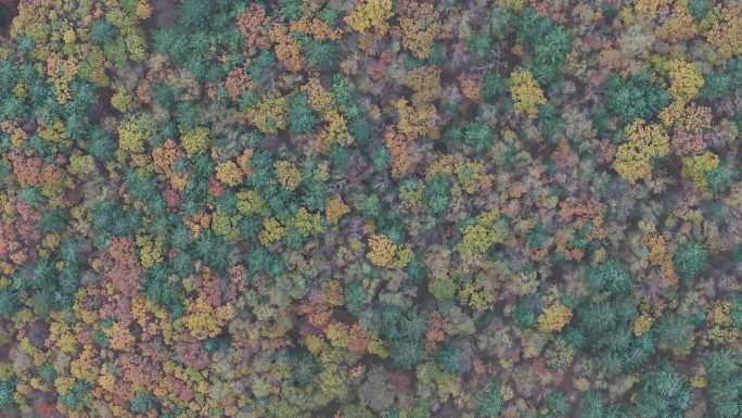 航拍视角秋天森林树叶