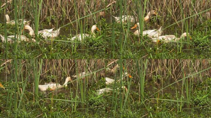 乡村土鸭散养鸭子在池塘觅食