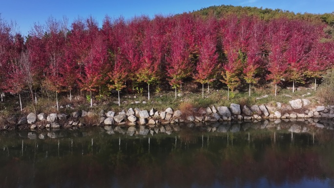 航拍威海市双岛湾西山村烟墩山红叶林秋色