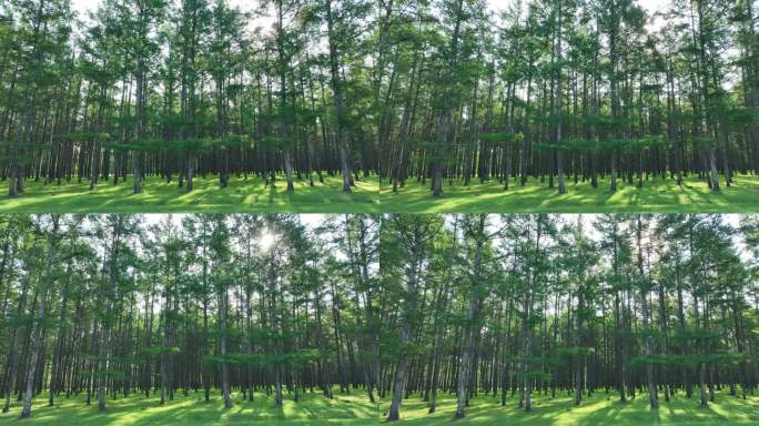 大兴安岭林区人工林植树造林天然林