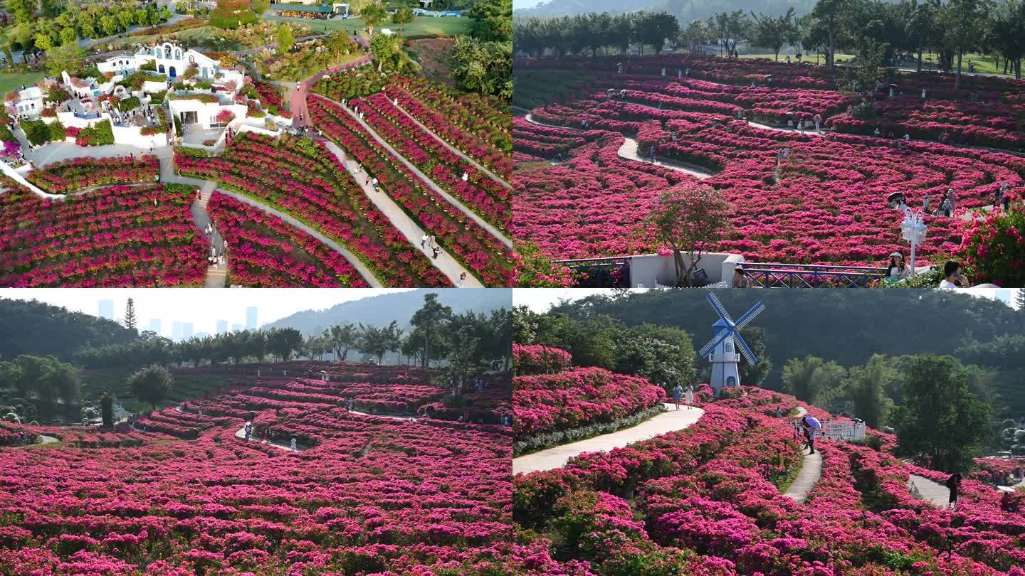 4k航拍百亩三角梅花海似红地毯