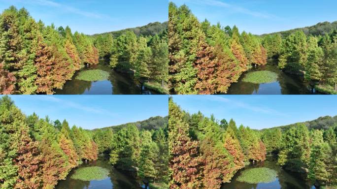 秋天多色的南京燕雀湖落羽杉水杉林秋景航拍