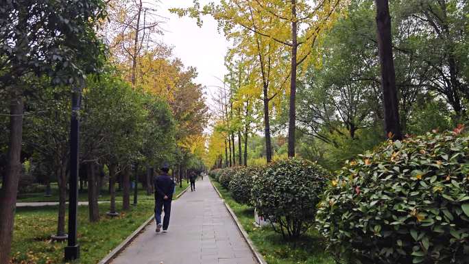 4K公园散步老人跑步年轻人银杏秋初景观
