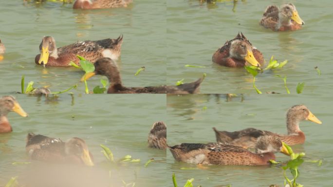 天然河道散养鸭子吃猪耳朵菜