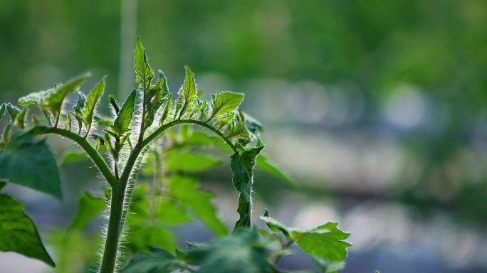 温室大棚蔬菜种苗智能大棚现代农业