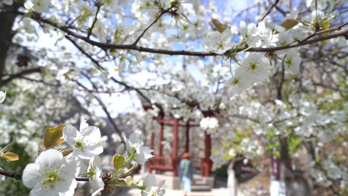 金川 梨花 菜花 梨花节 阿坝州梨花节