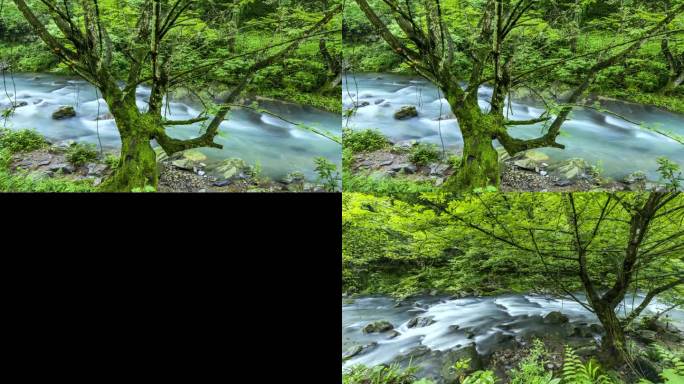 小溪 延时 春天 河流  山野