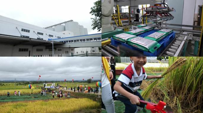 稻米文化节市民体验水稻生产