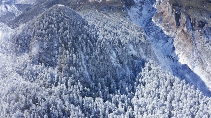 4K冬季雪景，被雪覆盖的森林