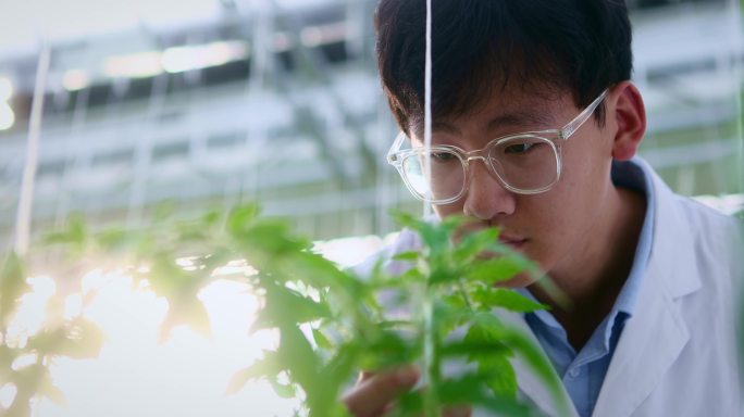 智慧大棚科研人员观察蔬菜生长情况专注眼神