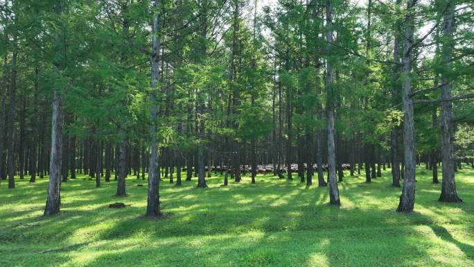 大兴安岭林区人工造林天然林