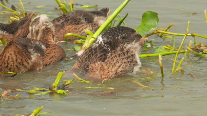 散养土鸭子戏水游泳潜水觅食