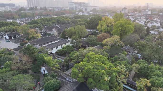 银杏 空镜 留园 秋天 树叶 园林 姑苏